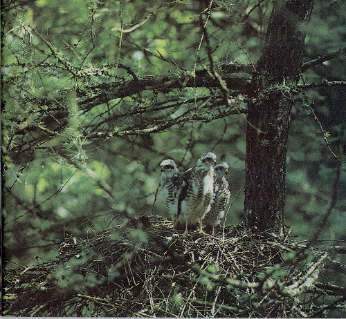 Kliknij, by powiększyć